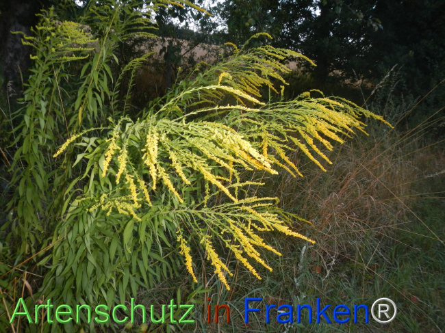 Bild zum Eintrag (1147051-160)
