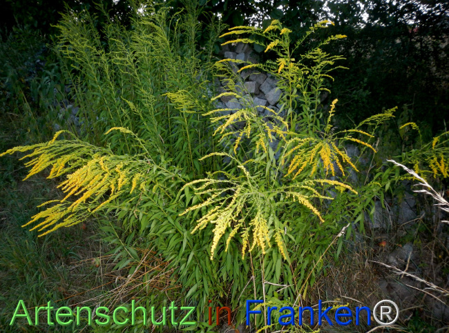 Bild zum Eintrag (1147058-160)