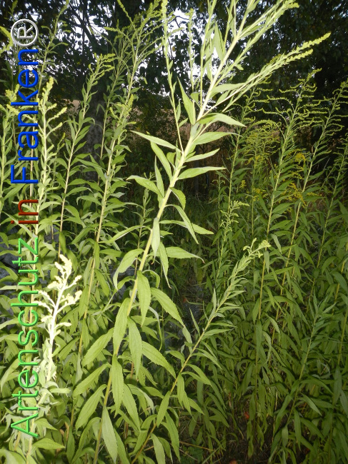 Bild zum Eintrag (1147060-160)