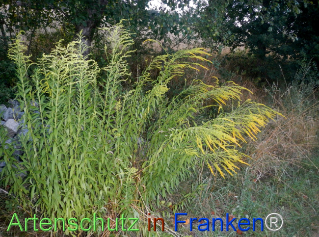Bild zum Eintrag (1147062-160)