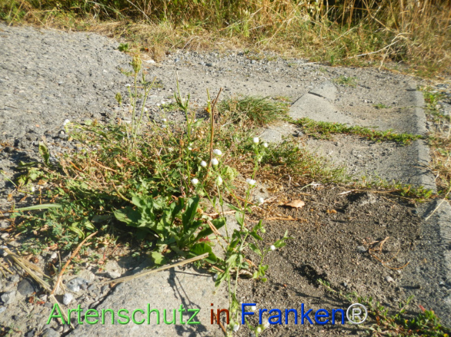 Bild zum Eintrag (1147343-160)