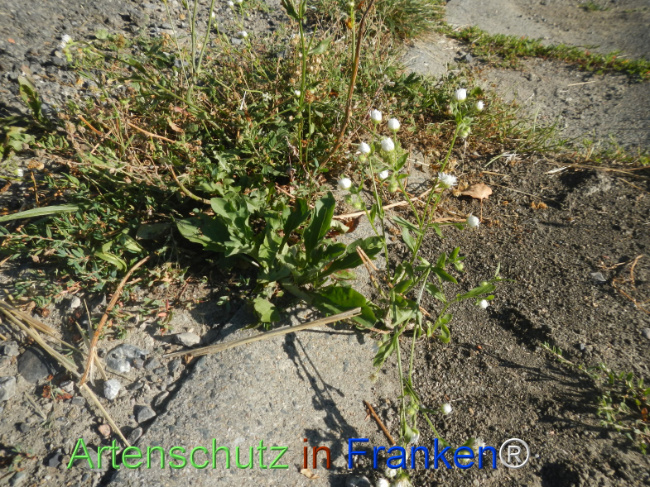 Bild zum Eintrag (1147347-160)