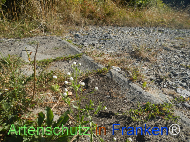 Bild zum Eintrag (1147348-160)