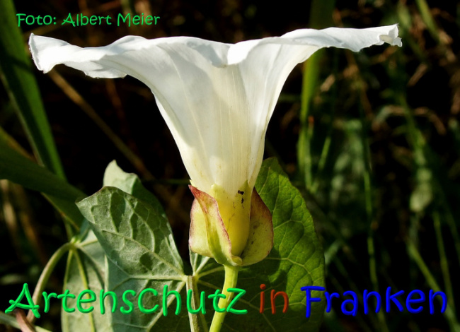 Bild zum Eintrag (1147387-160)