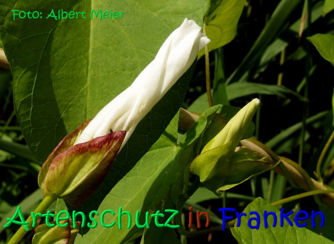 Bild zum Eintrag (1147389-160)