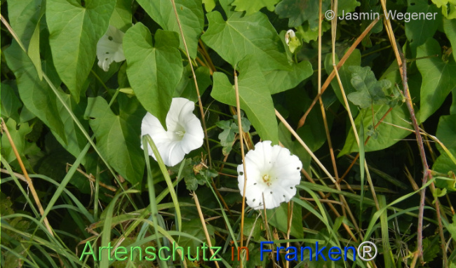 Bild zum Eintrag (1147396-160)