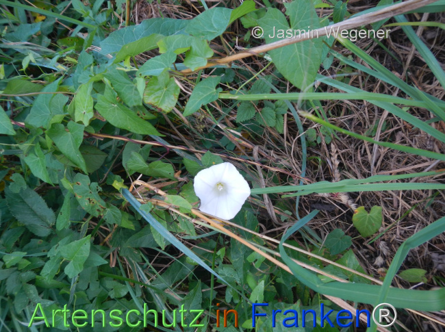 Bild zum Eintrag (1147397-160)