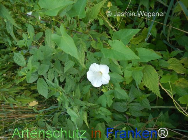 Bild zum Eintrag (1147398-160)