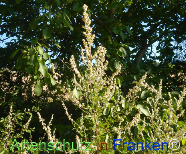 Bild zum Eintrag (1147410-160)