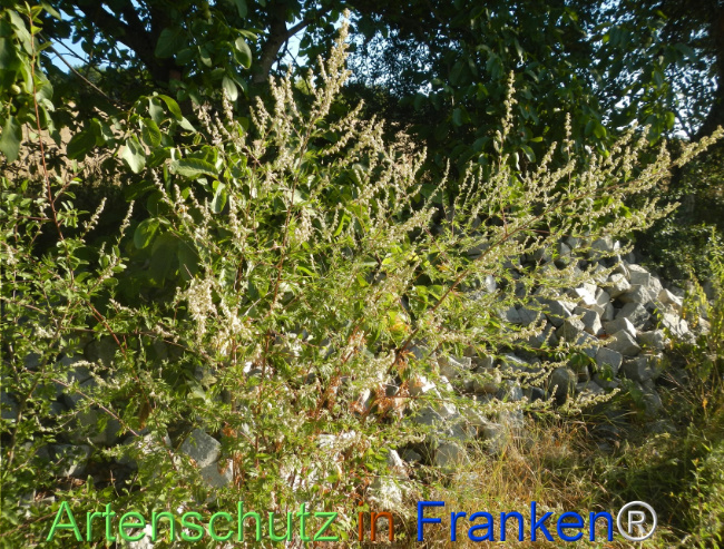 Bild zum Eintrag (1147411-160)