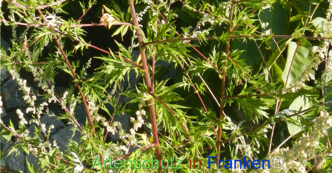 Bild zum Eintrag (1147412-160)