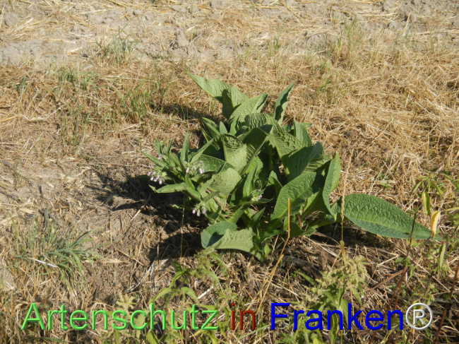 Bild zum Eintrag (1147487-160)