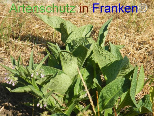 Bild zum Eintrag (1147496-160)