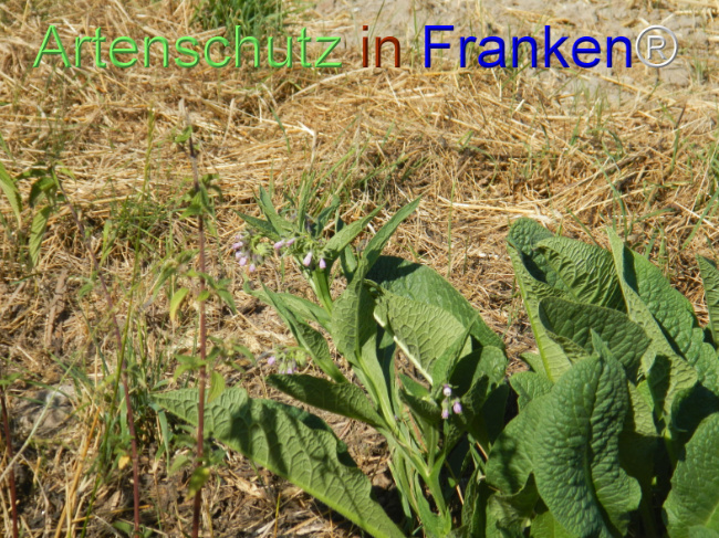 Bild zum Eintrag (1147497-160)