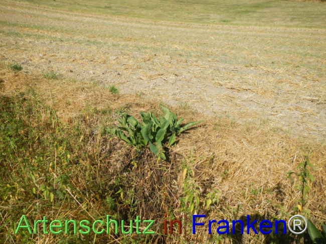 Bild zum Eintrag (1147499-160)