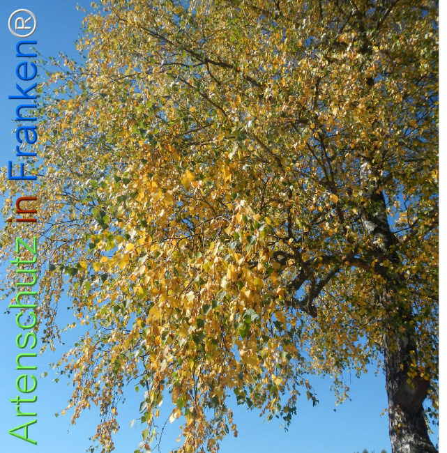Bild zum Eintrag (1147827-160)