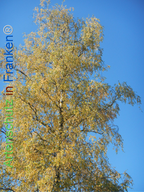 Bild zum Eintrag (1147828-160)