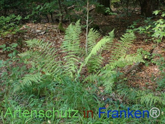 Bild zum Eintrag (1148438-160)