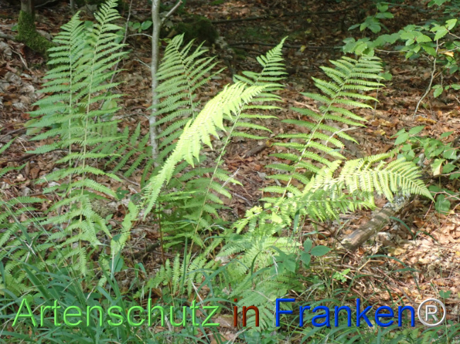 Bild zum Eintrag (1148439-160)