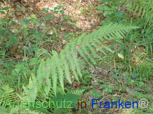 Bild zum Eintrag (1148440-160)