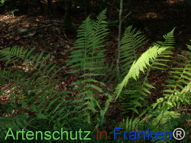Bild zum Eintrag (1148441-160)