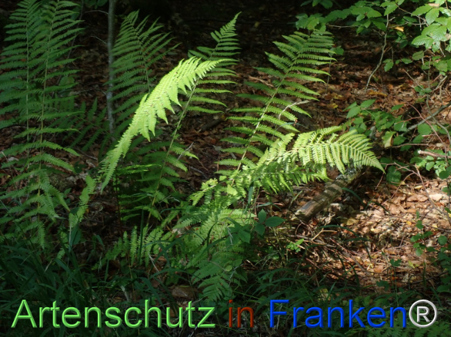 Bild zum Eintrag (1148442-160)