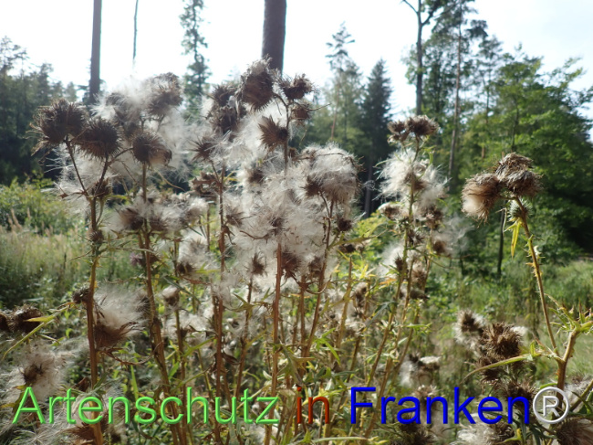 Bild zum Eintrag (1148470-160)