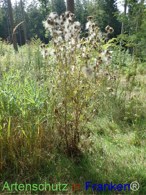 Bild zum Eintrag (1148479-160)
