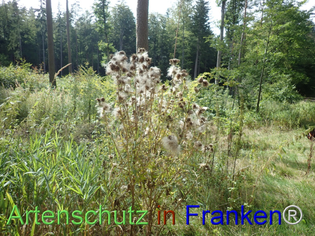 Bild zum Eintrag (1148480-160)