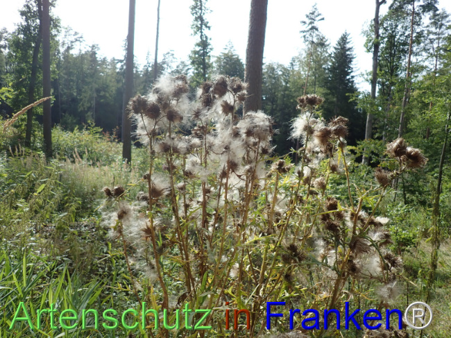 Bild zum Eintrag (1148481-160)