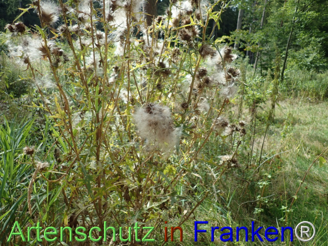 Bild zum Eintrag (1148482-160)