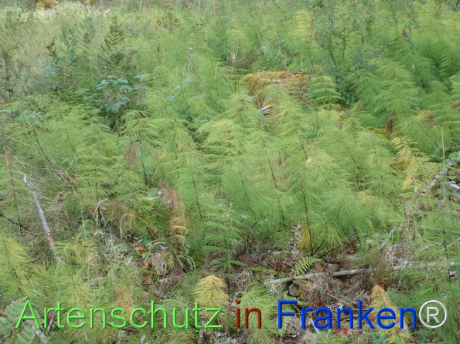 Bild zum Eintrag (1148520-160)