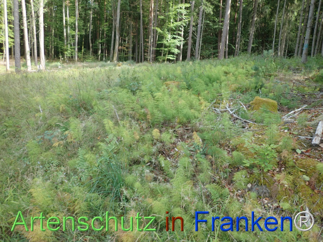 Bild zum Eintrag (1148528-160)