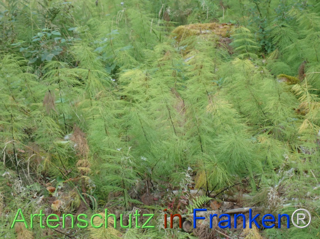 Bild zum Eintrag (1148530-160)