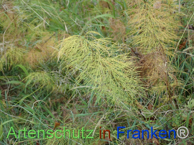 Bild zum Eintrag (1148531-160)