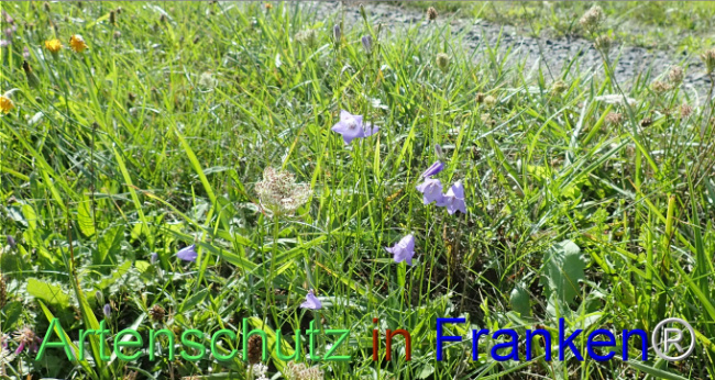 Bild zum Eintrag (1148651-160)