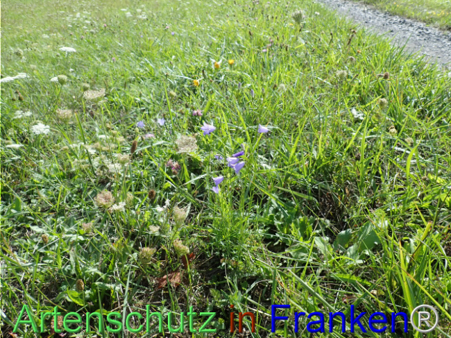 Bild zum Eintrag (1148652-160)
