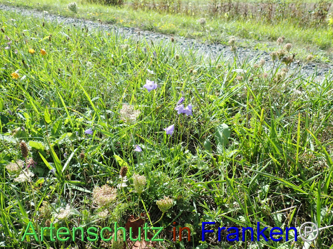 Bild zum Eintrag (1148653-160)
