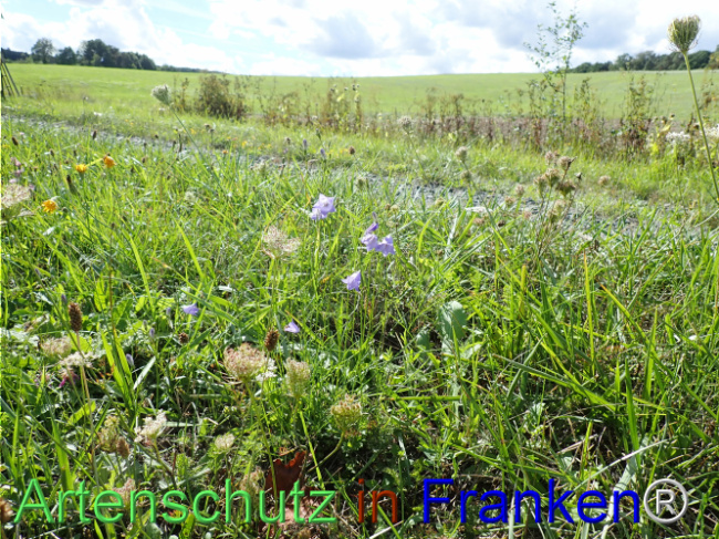 Bild zum Eintrag (1148654-160)