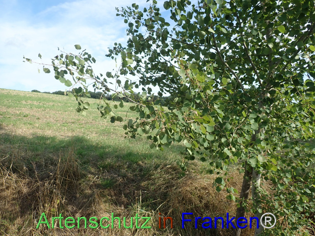 Bild zum Eintrag (1148674-160)