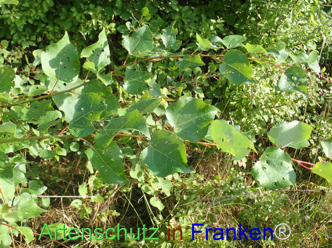 Bild zum Eintrag (1148676-160)