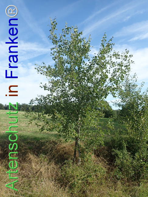 Bild zum Eintrag (1148678-160)