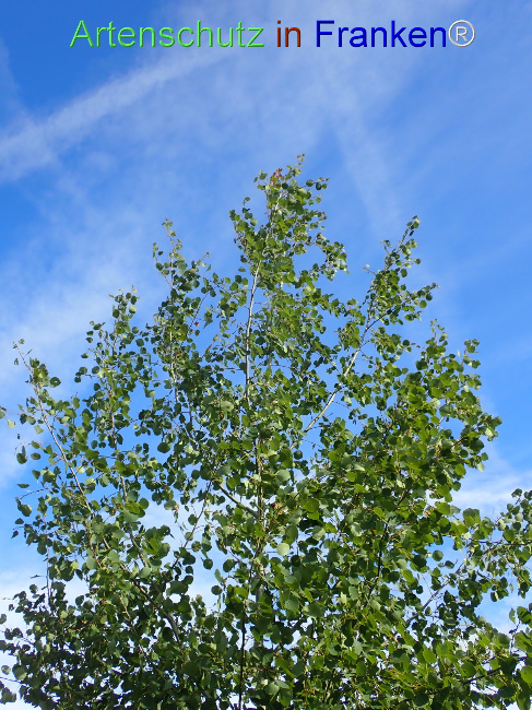 Bild zum Eintrag (1148679-160)