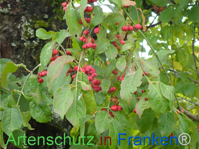 Bild zum Eintrag (1148704-160)