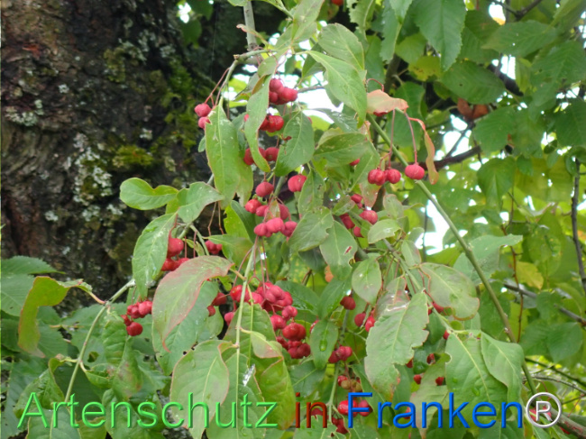 Bild zum Eintrag (1148705-160)