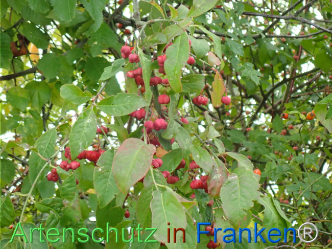 Bild zum Eintrag (1148713-160)