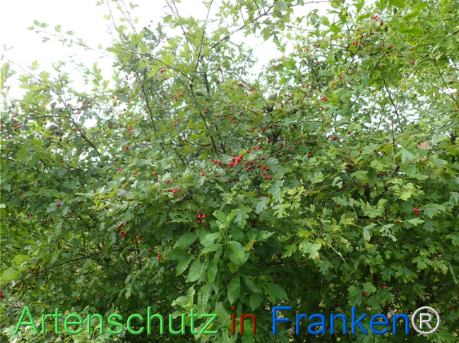 Bild zum Eintrag (1148722-160)