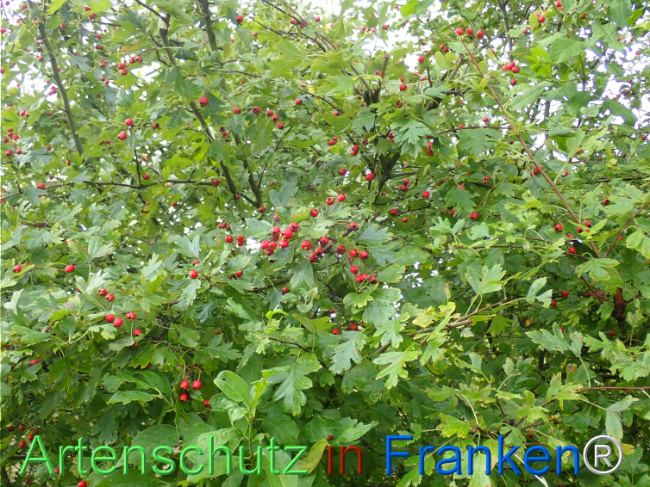 Bild zum Eintrag (1148723-160)