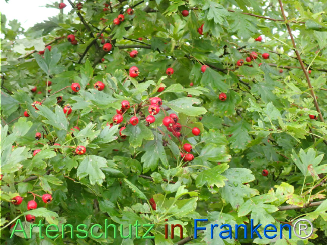 Bild zum Eintrag (1148724-160)