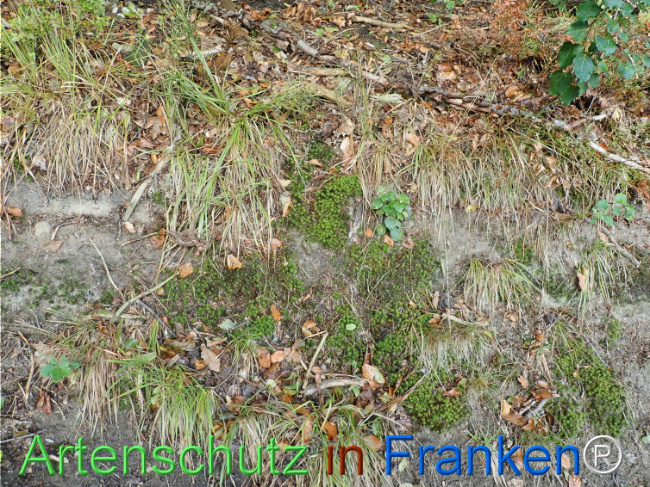 Bild zum Eintrag (1148734-160)